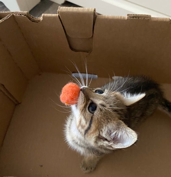 Cute kitten in a box with an orange toy in its mouth looking up at camera