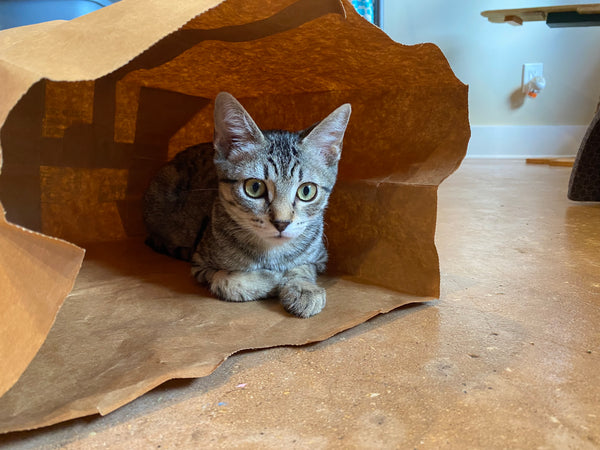 cute kitten sitting in a paper bag looking at the camera