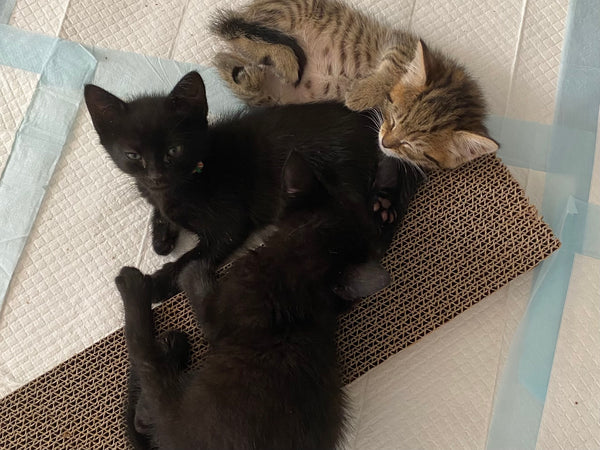 three kittens lying on a cardboard scratcher