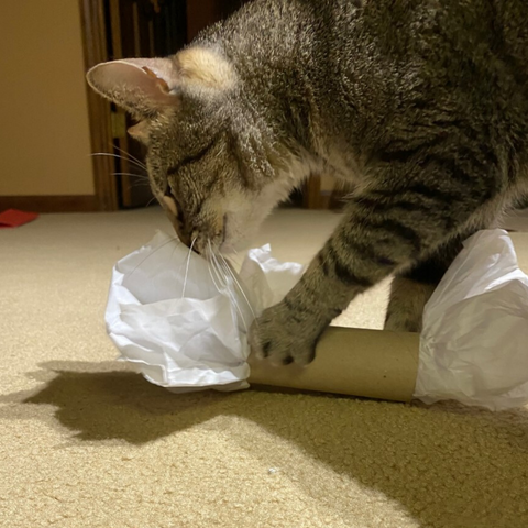 tabby cat playing with a toilet paper roll stuffed with tissue paper