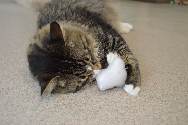 tabby cat with head buried in cloud toy 