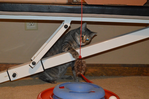 tabby cat playing with wand toy