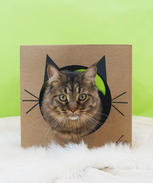 a brown tabby cat inside a Hide and Sneak paper cat tunnel