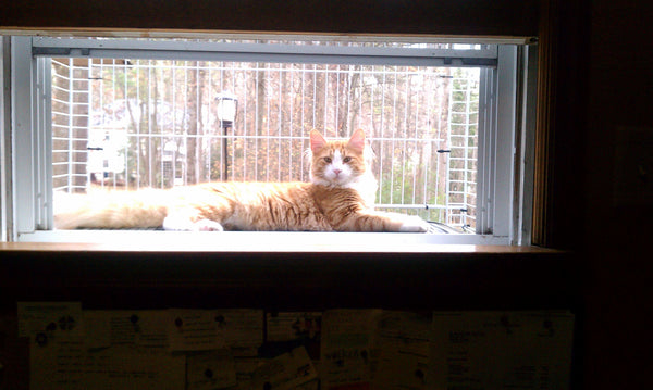orange tabby cat sitting in a window catio box