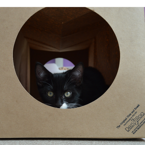 black cat inside a Hide and Sneak paper cat tunnel