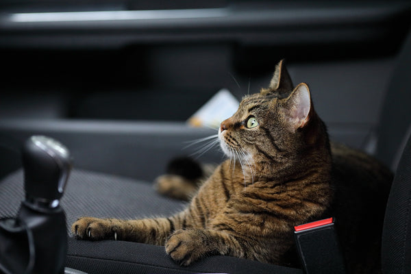 tabby cat sitting in front seat of a car