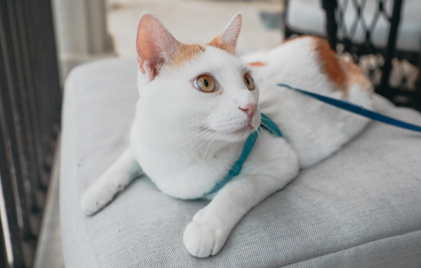 white cat sitting on an ottoman with a leash on