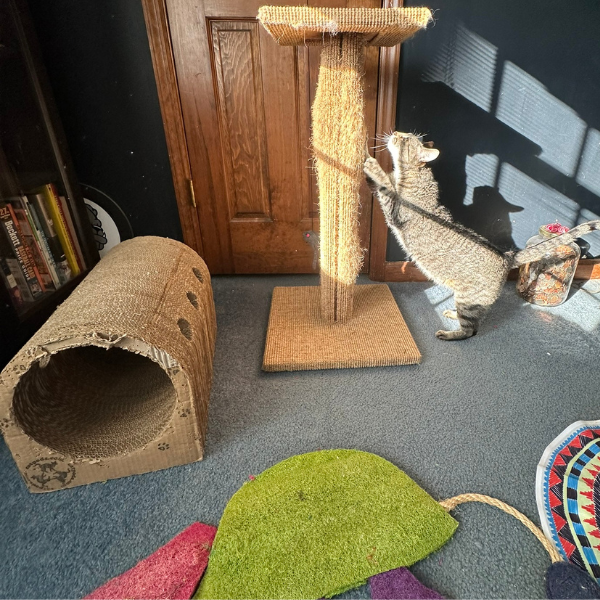 a cat scratching on a scratch post