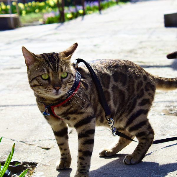 bengal cat on a leash outside