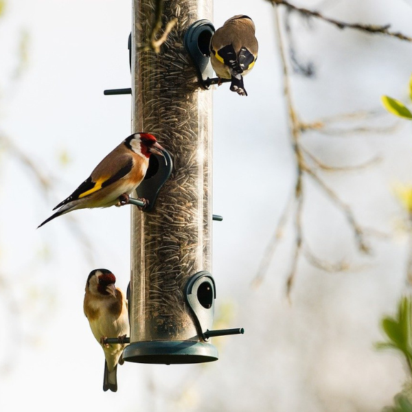 three birds perched on a bird feeder eating seed