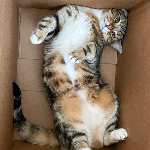 calico cat in a box on her back looking straight up at the camera