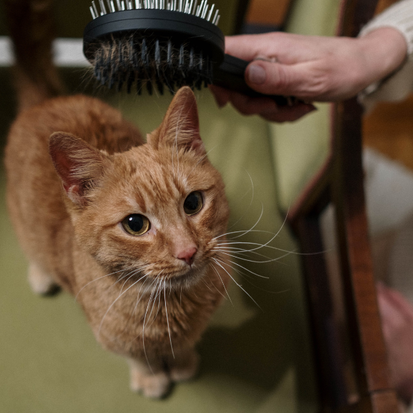 orange tabby cat standing on a chair while someone is holding a brush above the cat as if ready to groom