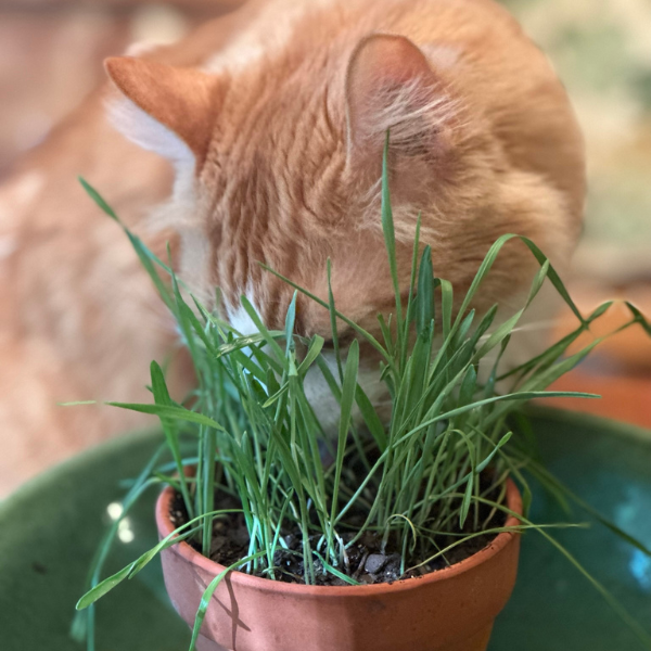 orange tabby cat eating grass growing in a terra cotta pot