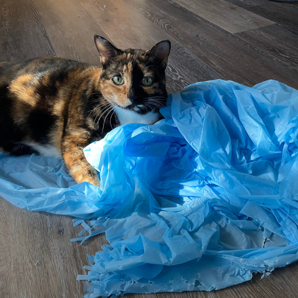 torti cat laying on a blue Magic Carpet