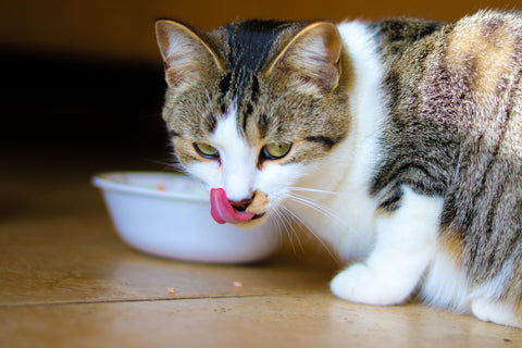 calico cat by a food bowl licking his lips