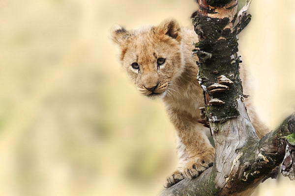 young lion in tree