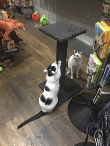 black and white cat scratching a scratch post