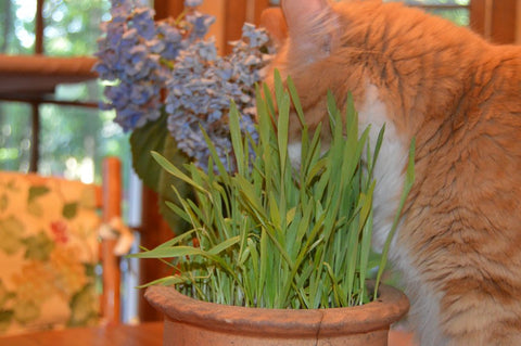 orange tabby cat eating cat grass