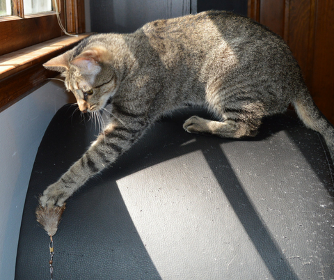 tabby cat using claws to play with toy