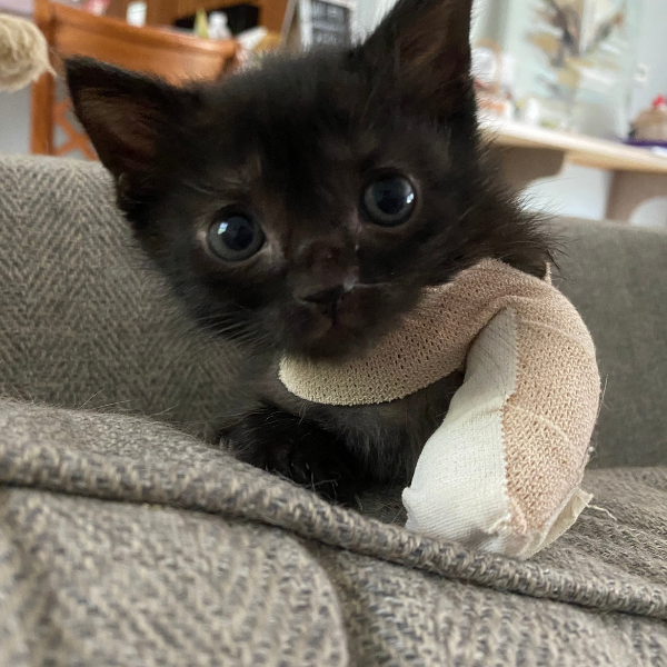 black kitten with front paw wrapped up in bandage