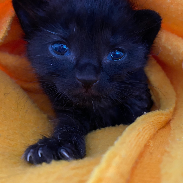 tiny black kitten looking straight at camera with front limb extended while bundled up in a yellow blanket