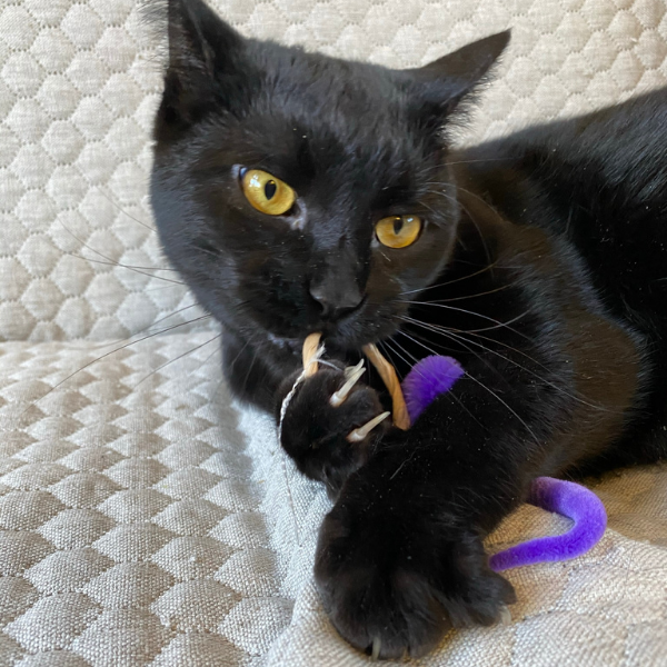 black cat lying on a white couch with a ring toy in it's paws and the cat is chewing on the ring toy