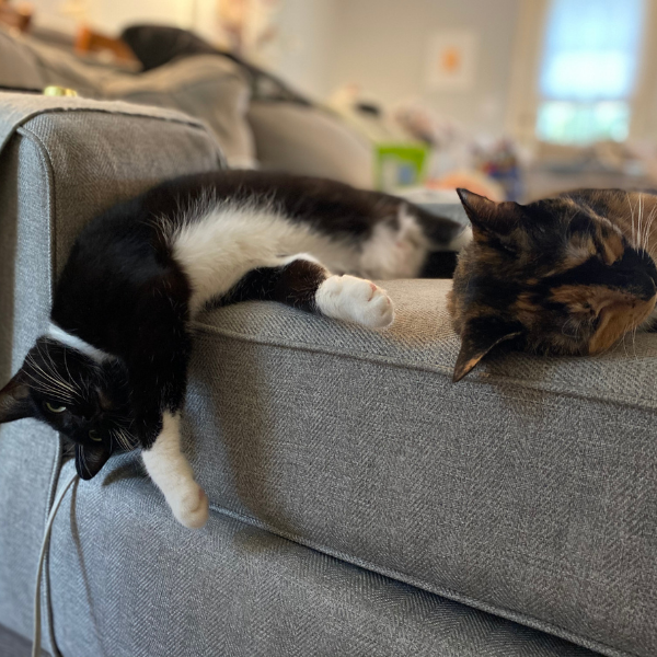 two cats lying on the couch with one of the cats hanging their head over the edge