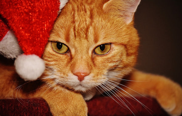 orange cat wearing a santa hat