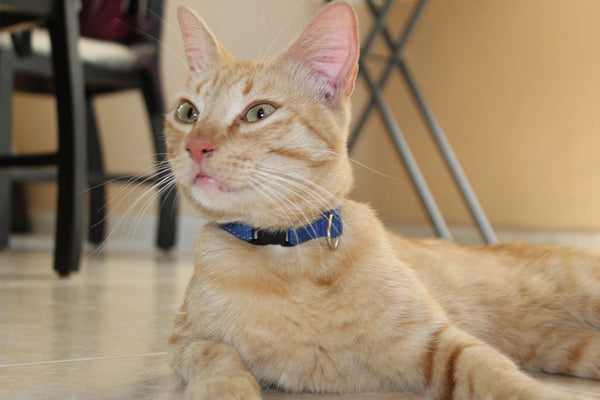 orange tabby cat with a blue collar sitting on the floor