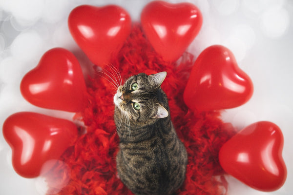 cat looking up at camera surrounded by heart balloons