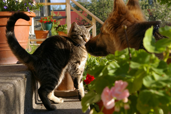 slightly scared tabby cat nose to nose with dog 