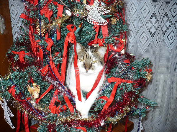 cat sitting in the middle of a decorated xmas tree