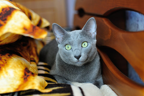 grey cat looking straight at camera