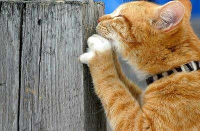 orange tabby cat smelling and scratching a fence post