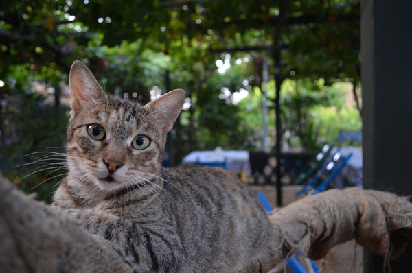 tabby cat stretched out on a branch