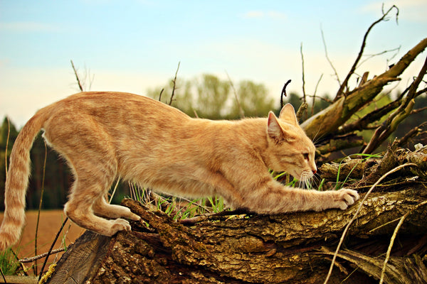big cat scratching on tree trunk