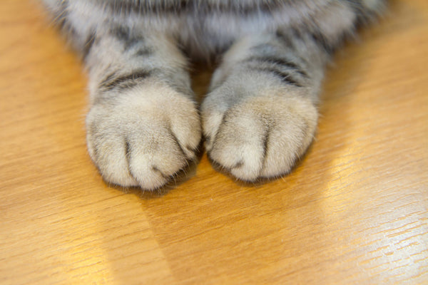 front paws of a declawed cat