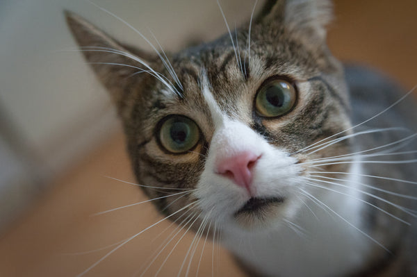 tabby cat with white around pink nose and mouth looking wide-eyed at camera