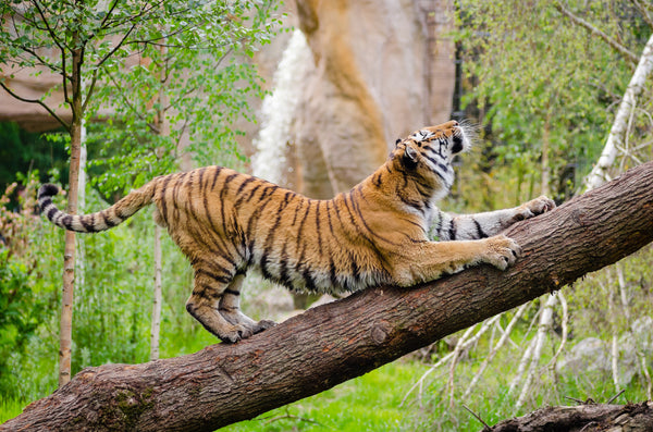 tiger scratching on a tree trunk