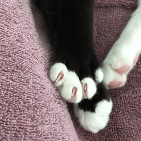 Dezi & Roo - Declawing is not the solution – scratch posts are!
