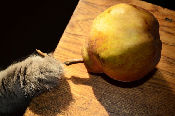 cat paw reaching for pear on table