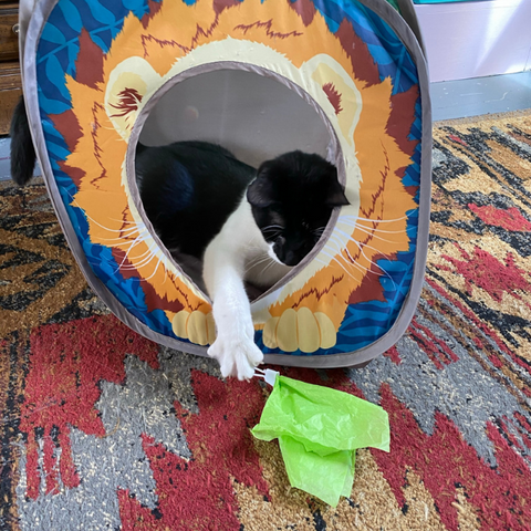 black and white cat inside of a play tunnel reaching out with paw to grab a looper cat toy