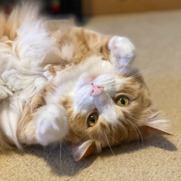 long haired orange tabby cat on his back looking adoringly up at the camera