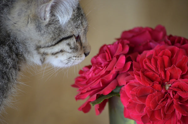 tabby cat sniffing pink flowers