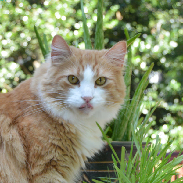 orange and white long haired tabby cat looking at camera with tongue out