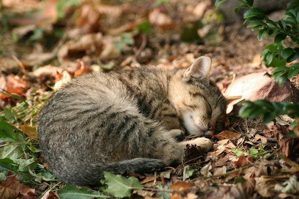 tabby kitten asleep on a pile of leaves