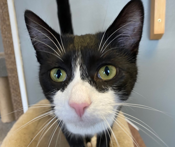 close up of a black and white cat staring at camera