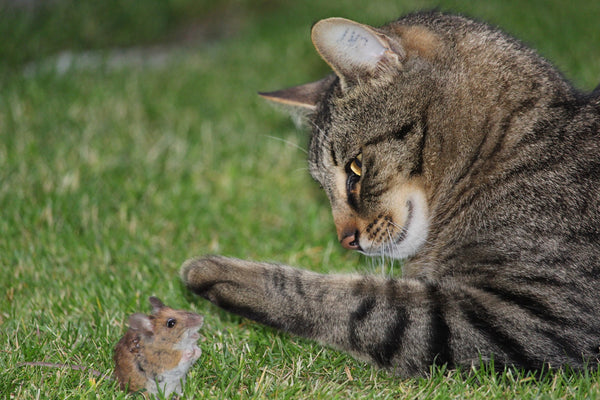 tabby cat with paw extended out to tap a mouse