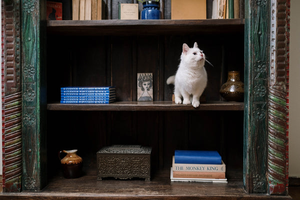white cat sitting on a bookshelf