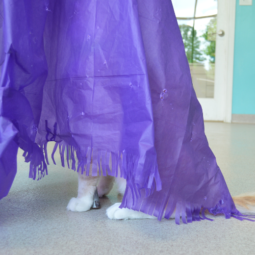 cat hiding under a chair with a purple Magic Carpet draped over it